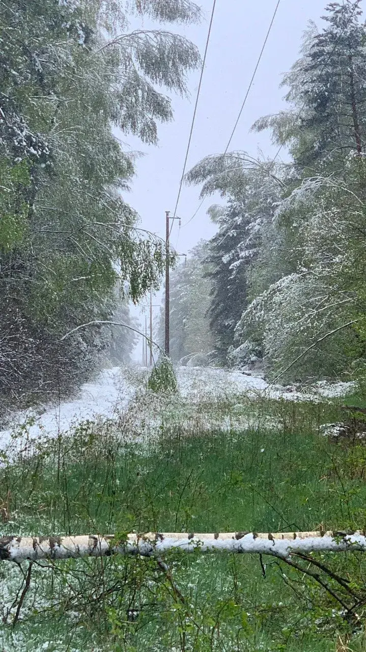 Мокры снег пакінуў без электрычнасці 50 населеных пунктаў у Іўеўскім раёне