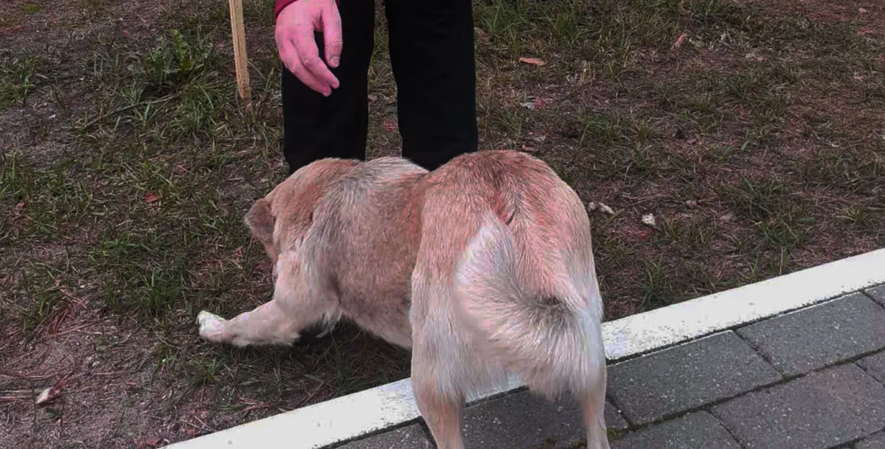 Собака появилась в санатории около месяца назад / kurjer.info
