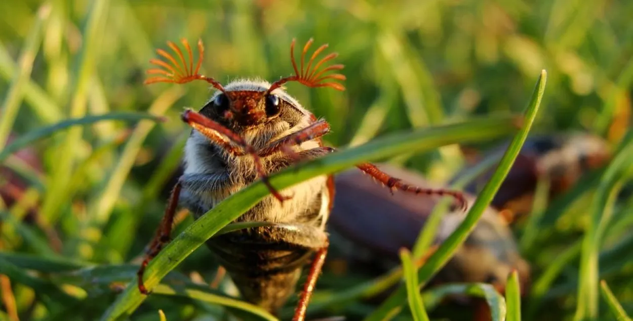Учёные рассказали, почему пропали майские жуки