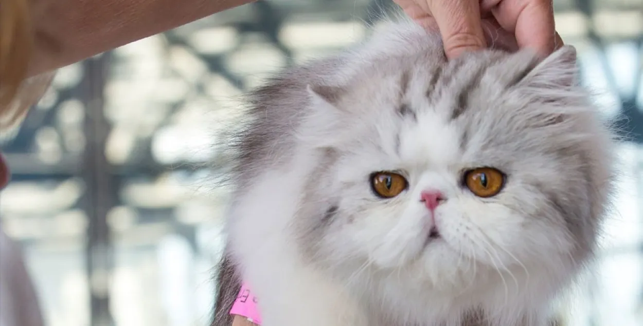 Персидские коты, чьей родиной считается Иран, также теперь будут под запретом / РБК​