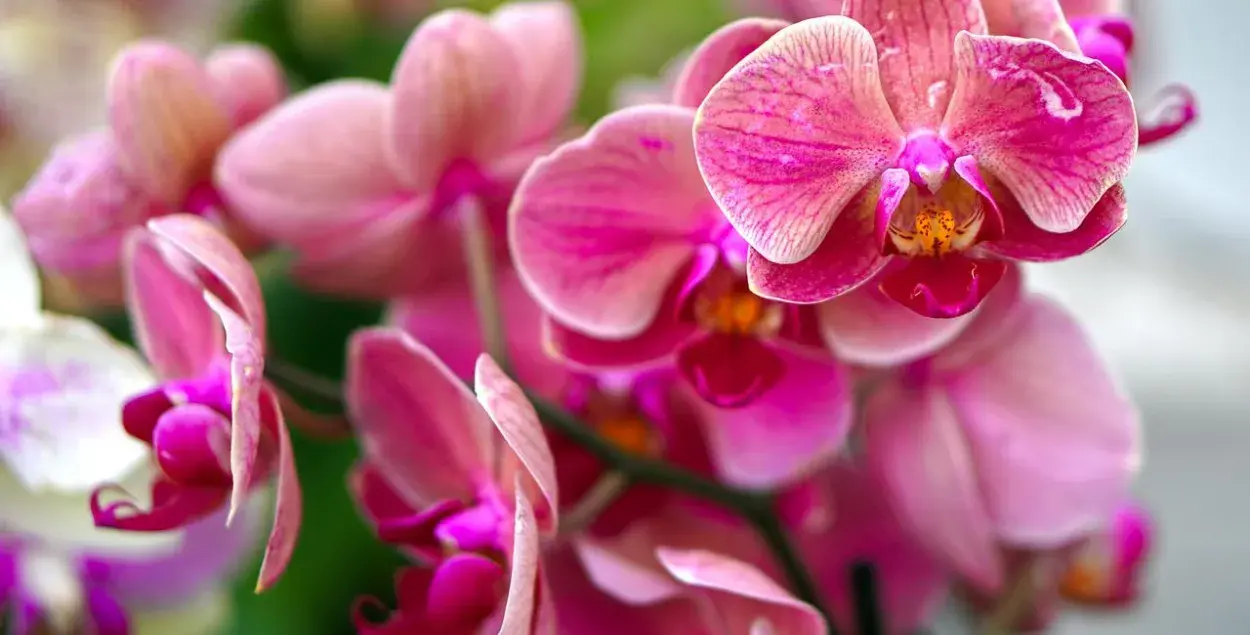 Орхидеи / pixabay.com