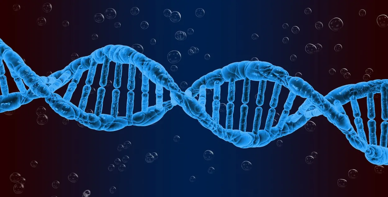 Модель ДНК / pixabay.com