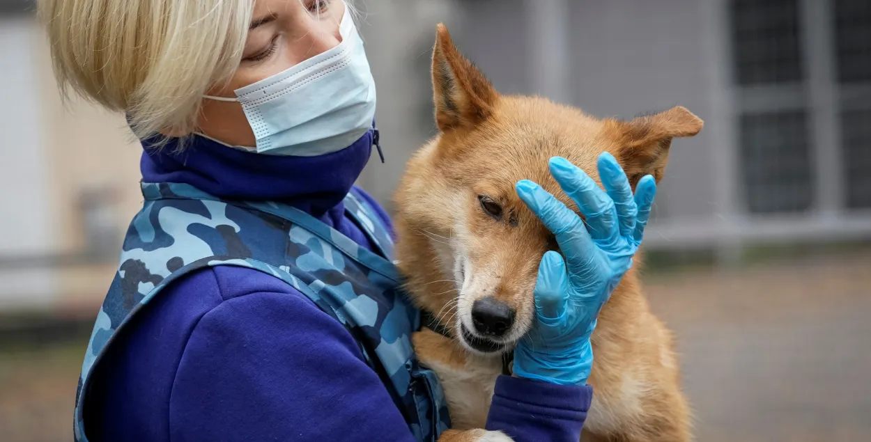 Собаки быстрее ПЦР-тестов определяют коронавирус