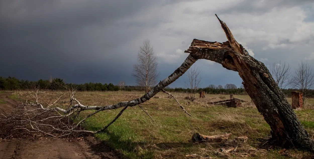 Грозы, ливни и сильный ветер ожидаются в понедельник в Беларуси 