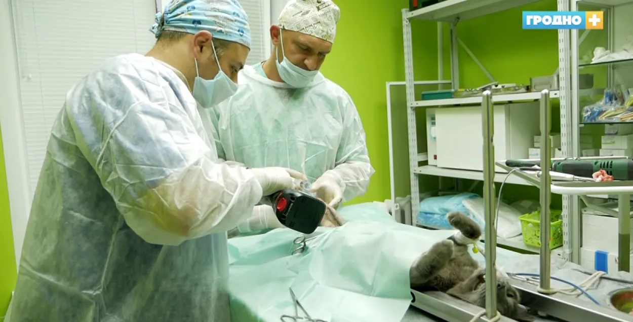 Коту-инвалиду сделали протез ноги — это первая такая операция в истории Беларуси