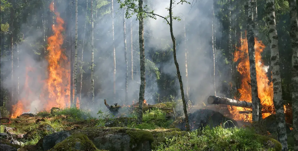 Лесной пожар / pexels.com, иллюстративное фото