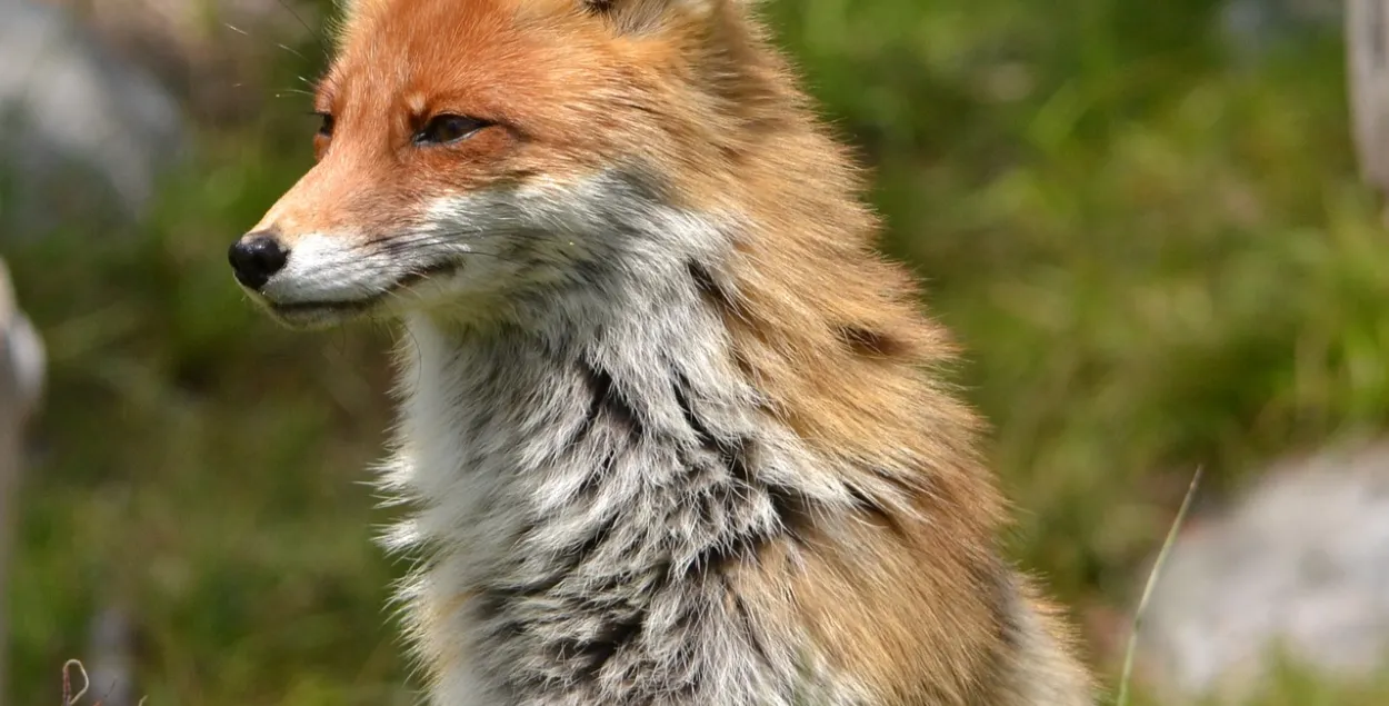 В Пинском районе в еще одной деревне ввели карантин — на сей раз из-за лисы