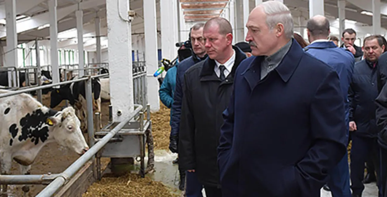Аляксандр Лукашэнка на ферме / president.gov.by