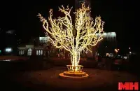 Дерево светится / minsknews.by​