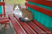 Котка чакае гаспадыню на прыпынку&nbsp;/&nbsp;media-polesye.by