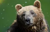 Редкий подвид апеннинского бурого медведя. Фото: AFP