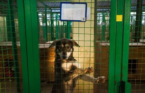 Leaving a dog in a cage or on a leash for a long time is also cruelty / Euroradio