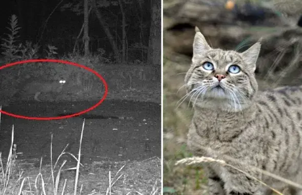 Лесной кот &quot;засветился&quot; на камерах видеонаблюдения.