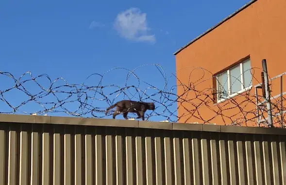 Кот идет по забору рядом с изолятором на Окрестина / Фото: Еврорадио