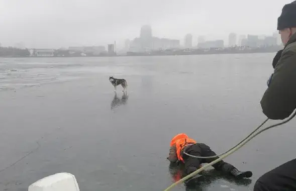Чтобы добраться до собаки, спасатель полз по льду
