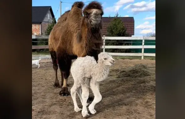 Белый верблюжонок и его мама под Молодечно
