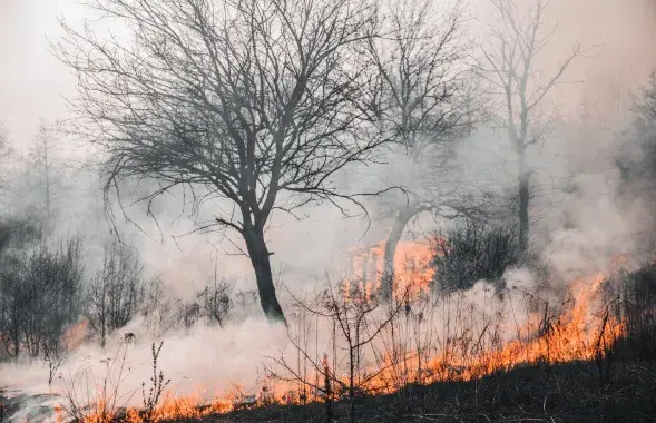 Лесной пожар, иллюстративное фото
