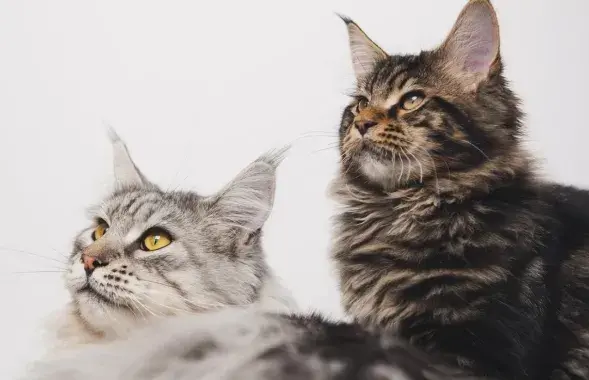 Коты теперь могут спокойно жить в квартире без регистрации (иллюстративное фото)
