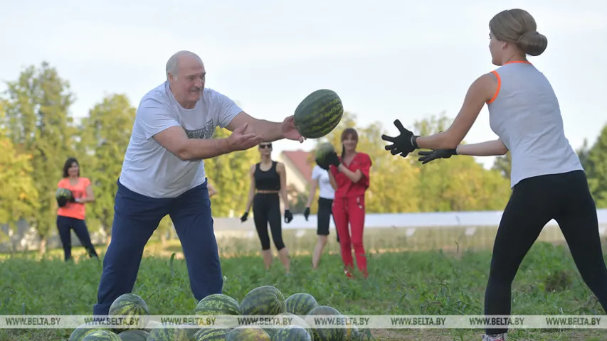 Пасля развітання з дарадцам Трампа Лукашэнка пайшоў збіраць кавуны